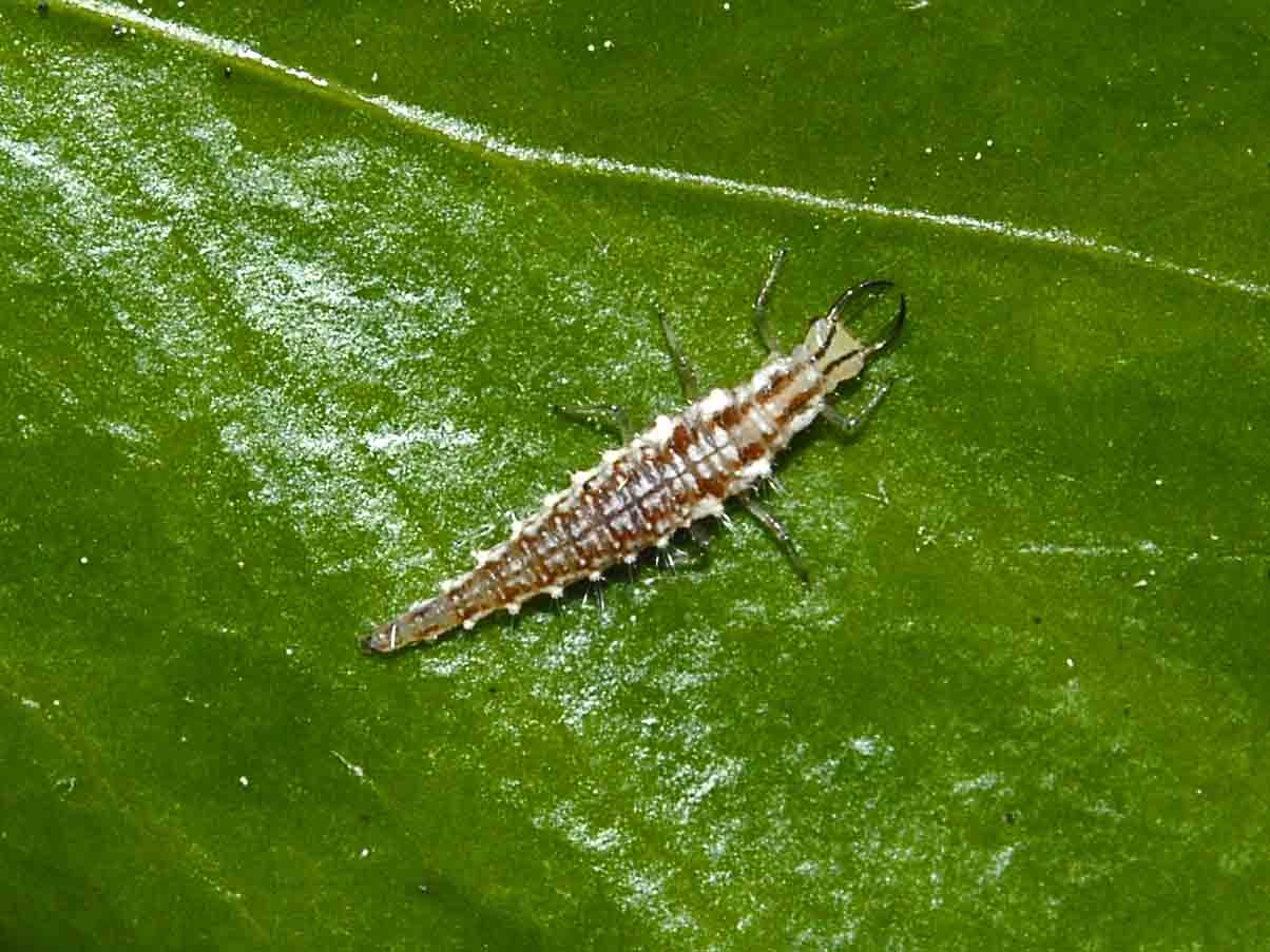 Larve di neurottero: Pseudomallada sp.(?) e altra